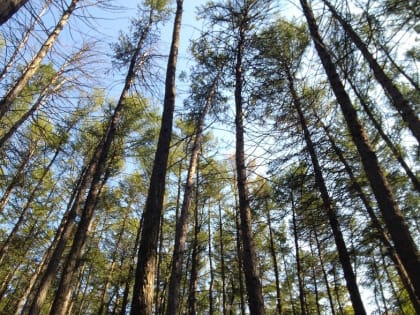 Погода в Новомосковске 25 июля: возможен кратковременный дождь и до +25 градусов