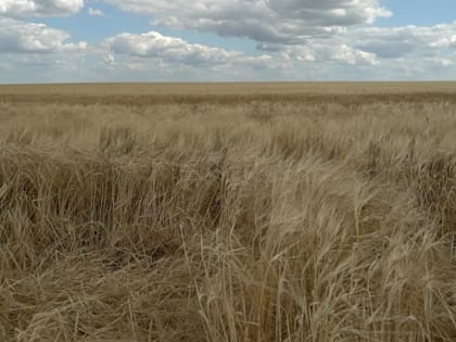 В Тульской области приступили к полевым работам 2023