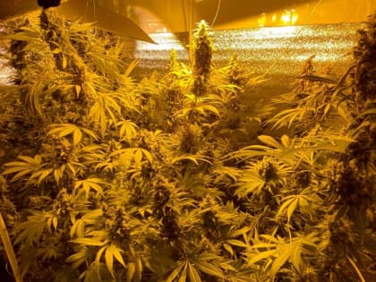 Неподалеку от Новомосковска в доме безработного мужчины силовики нашли плантацию конопли и оружие