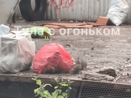 Туляки пожаловались на обилие крыс возле мусорной площадки на улице Тихмянова