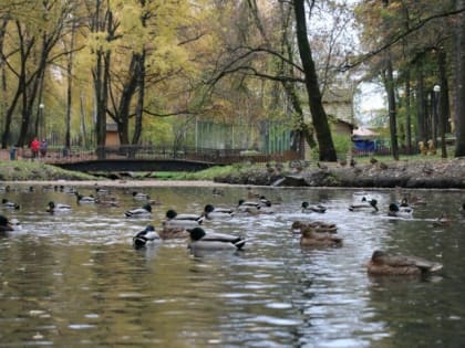 Врач посоветовал не купаться в небольших водоёмах с застойной водой