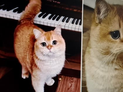 В Самаре появился кот-эскортник