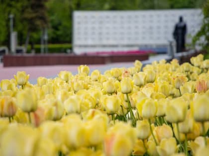 В Туле начали искать компанию для высадки цветов в городе за 14,6 миллионов рублей