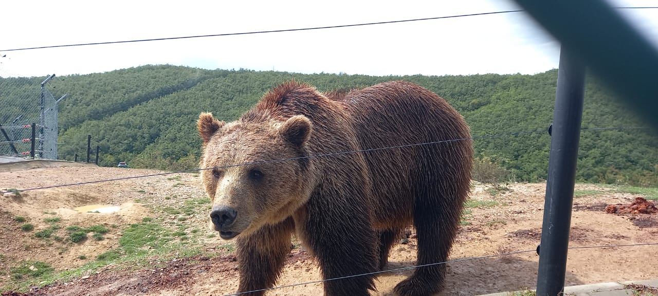 Half Day Tour to Bear Sanctuary Prishtina - Image 1