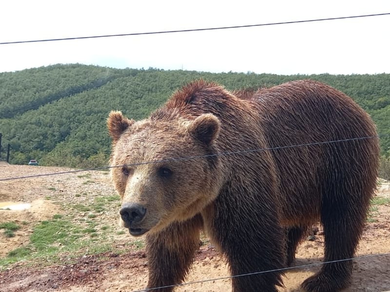 Tour de Medio Día al Santuario de Osos Prishtina
