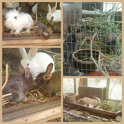 reban arnab / rabbit hutch