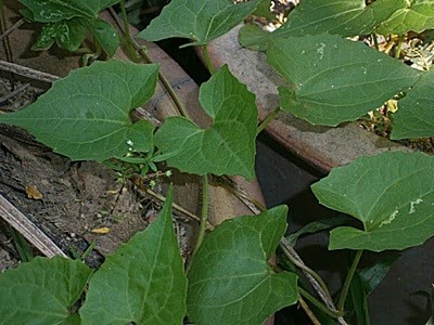 selaput tunggul