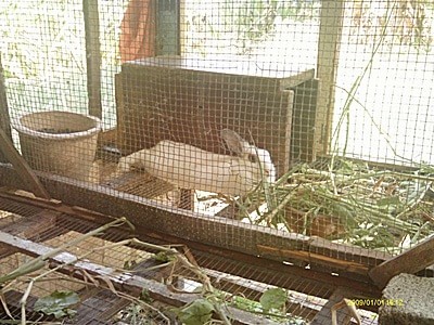 female rabbit