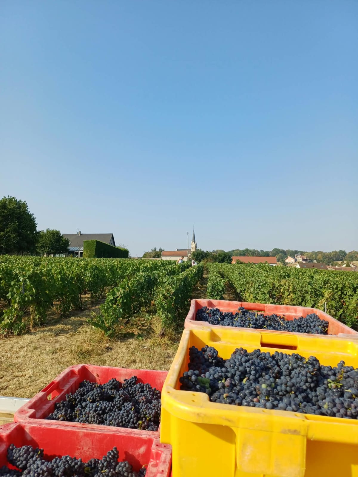 Chronique d’une année inédite : de la taille aux vendanges 2026