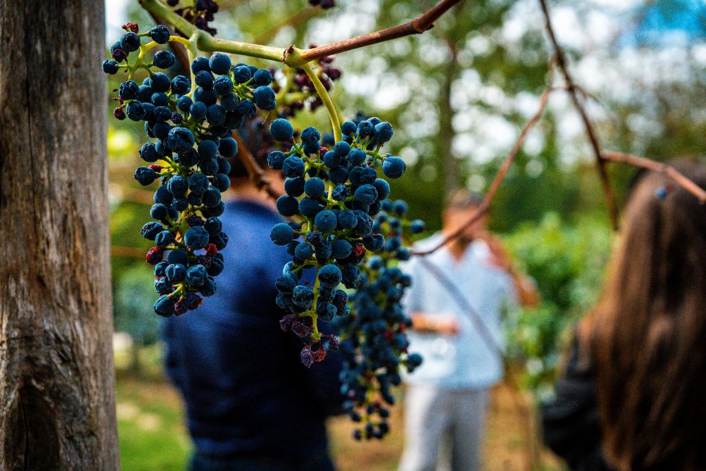 Paysage du vignoble du Domaine Bois Brillant sur les coteaux de Guérard