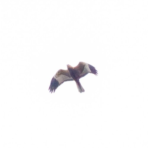 Busard des roseaux en chasse