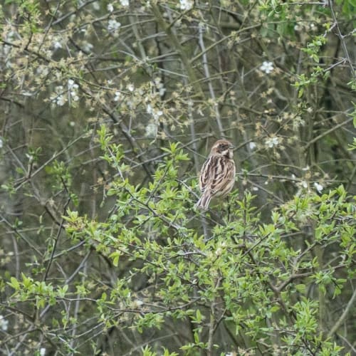 Bruant des roseaux mâle