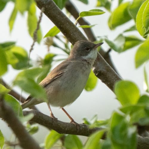 Fauvette de profil sur le prunier