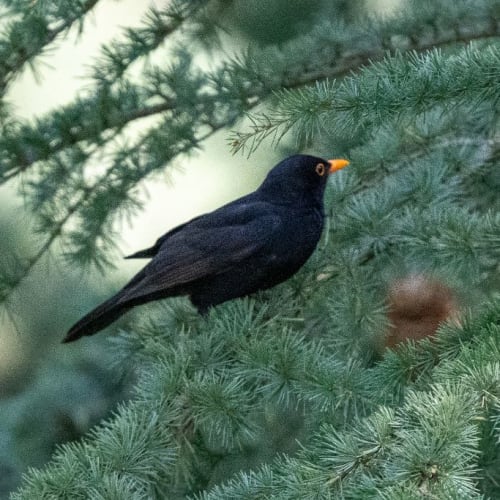 Le Merle noir sur son conifère