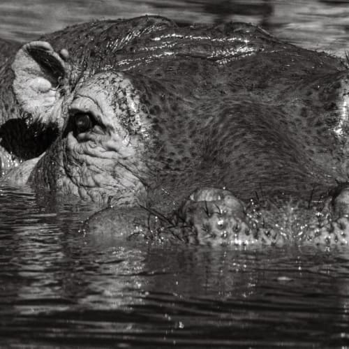 Hippopotame amphibie