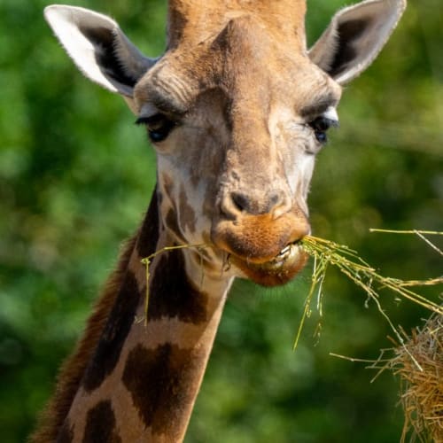 Girafe