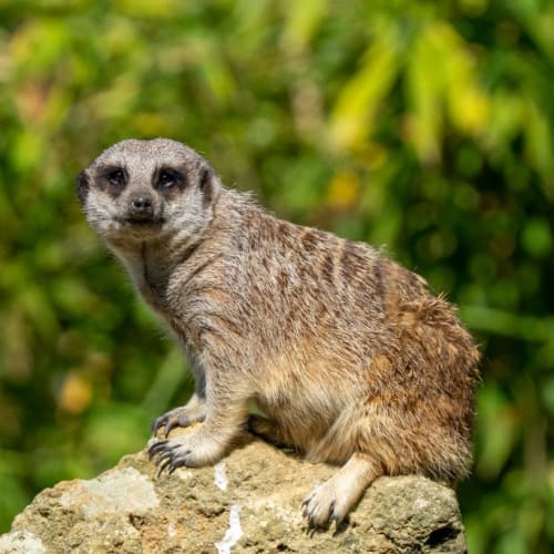 Suricate Sentinelle