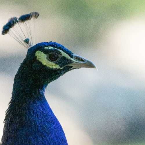 Paon bleu