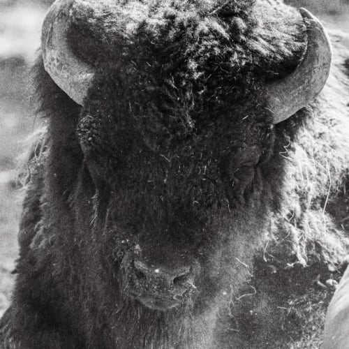 Bison d'Amérique