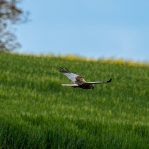 Busard des roseaux