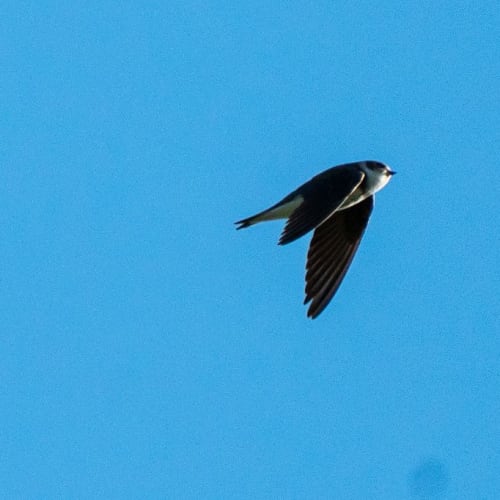 Hirondelle de rivage