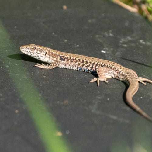Lézard des murailles