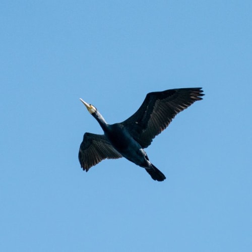 Grand Cormoran