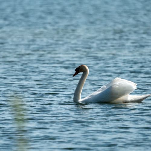 Cygne tuberculé