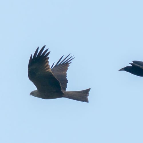 Milan noir (Milvus migrans)