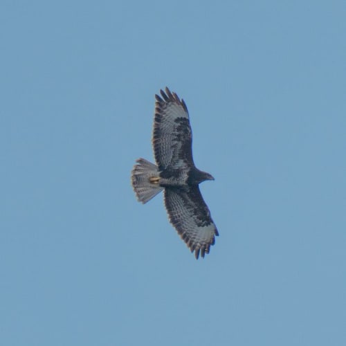 Buse variable (Buteo buteo)
