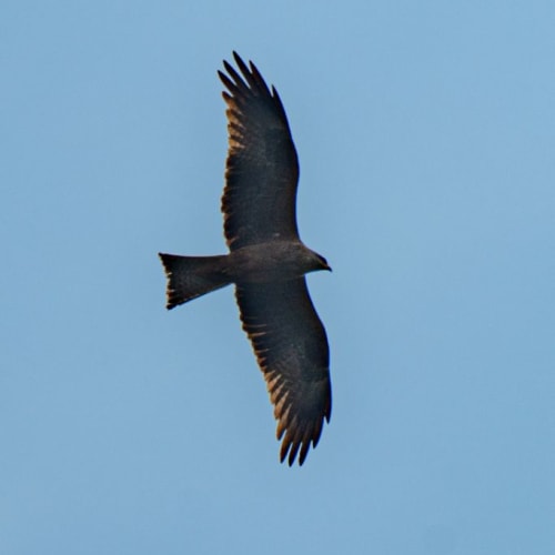 Milan noir en vol de chasse (Milvus migrans)