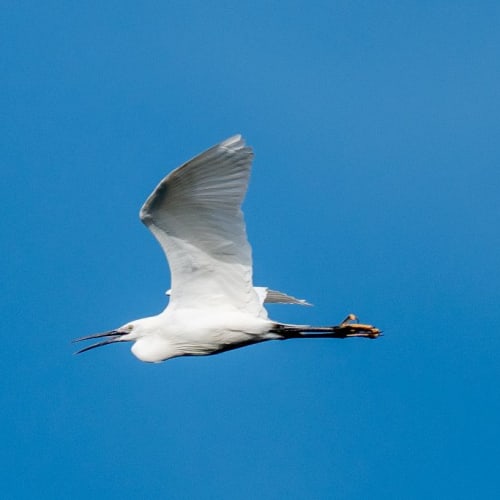 Aigrette garzette (Egretta garzetta)