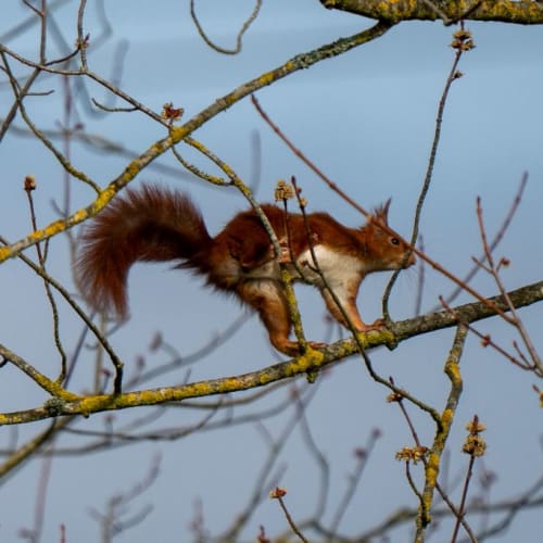 Écureuil roux (Sciurus vulgaris)