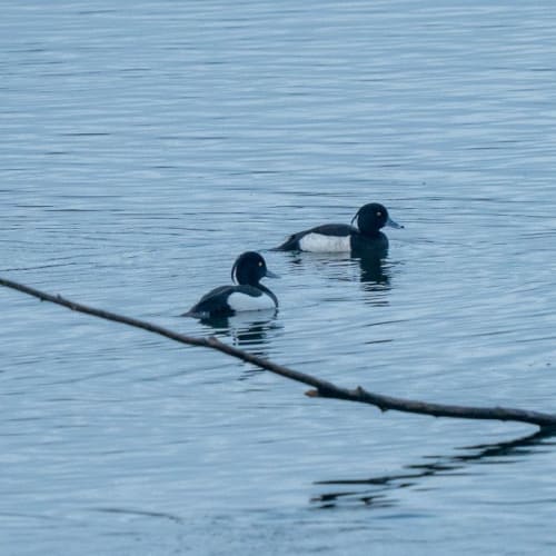 Duo de Fuligules morillons (Aythya fuligula)