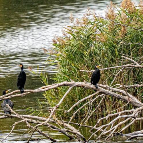 Grands cormorans sur branches mortes
