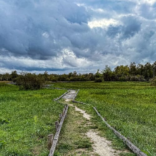 Sentier sur pilotis dans la prairie humide