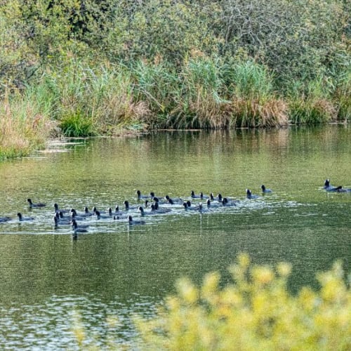Groupe de foulques macroules