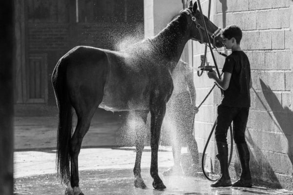 Cavalier douchant son cheval le long des écuries en briques
