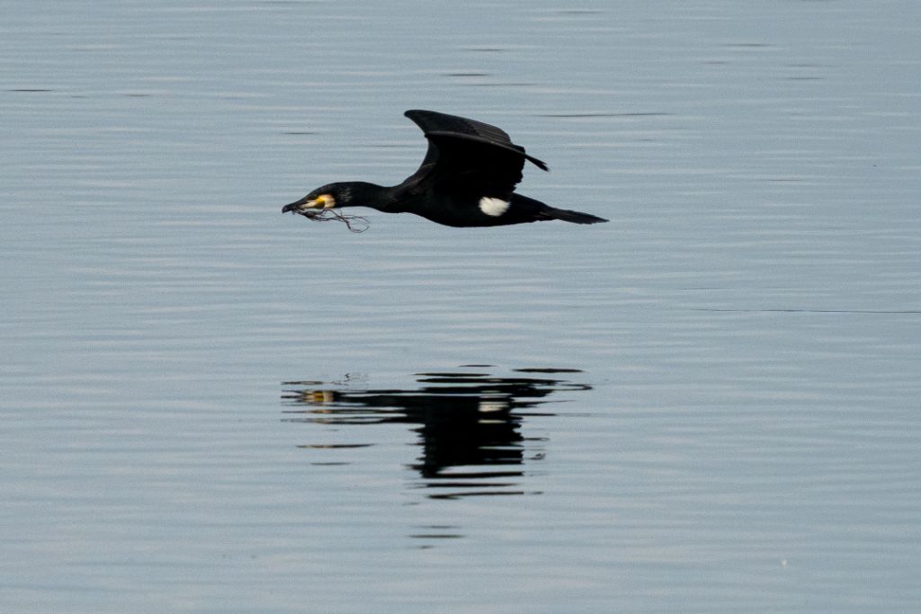 Grand Cormoran