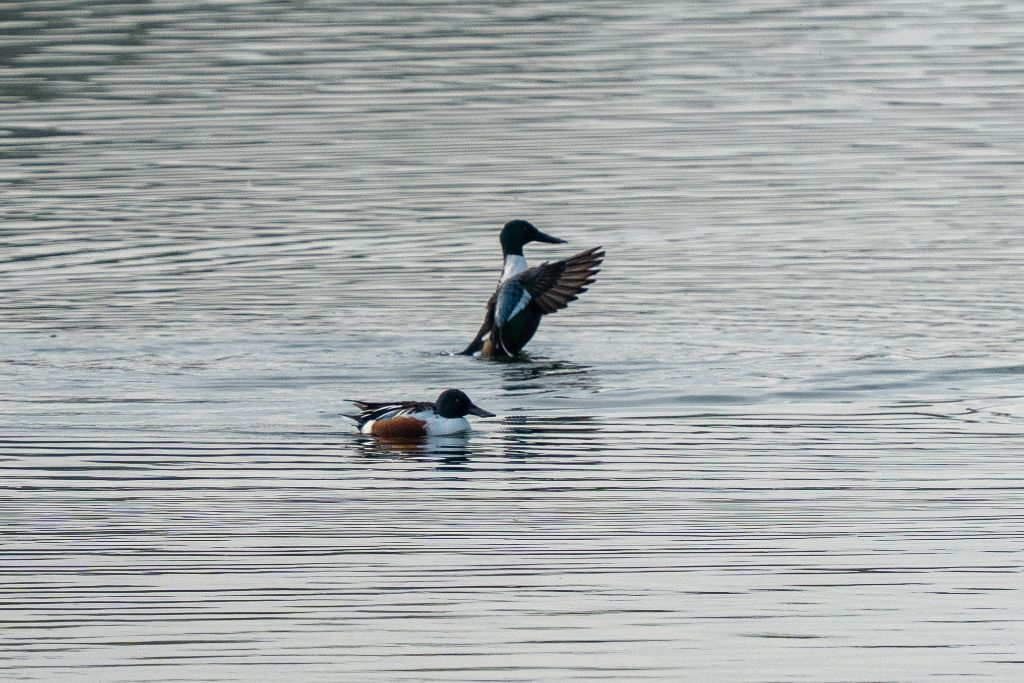 Canards souchets au bec spatulé