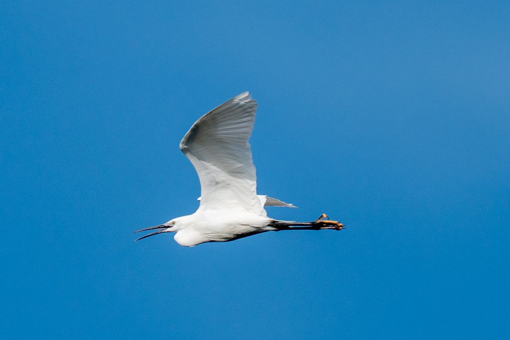 Aigrette garzette sur les berges