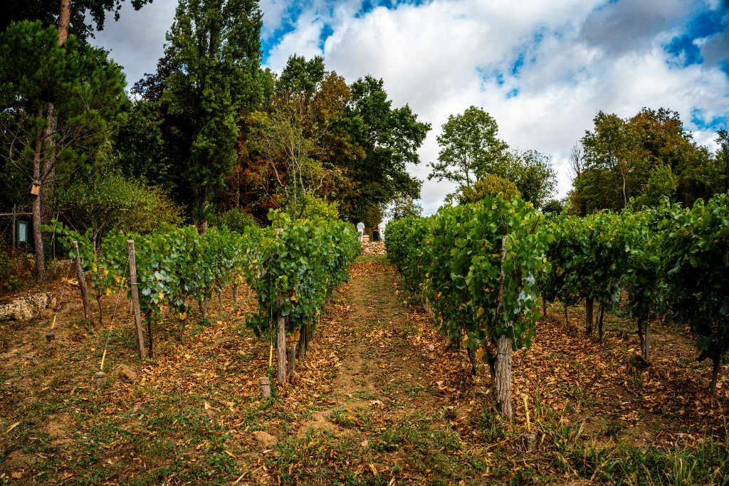 Perspective sur un rang de vigne verdoyant au Domaine Bois Brillant