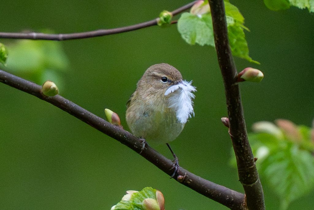 Pouillot véloce sur branche bourgeonnante au printemps