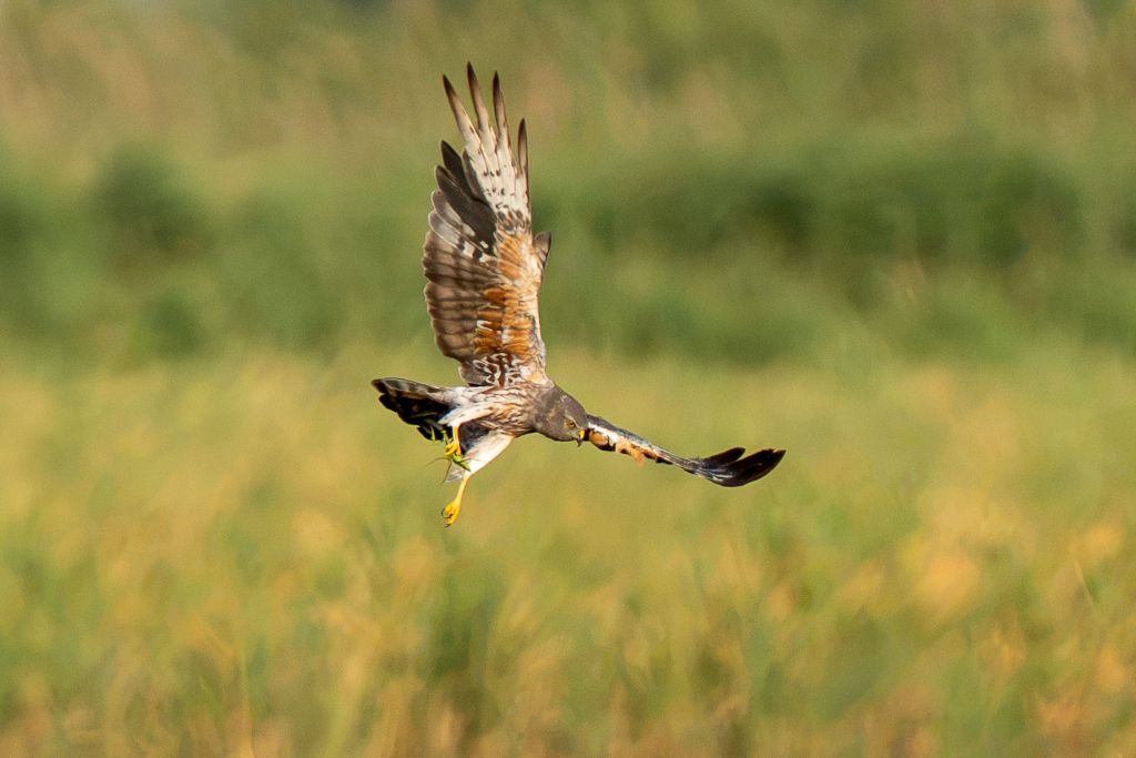 Busard des roseaux en chasse