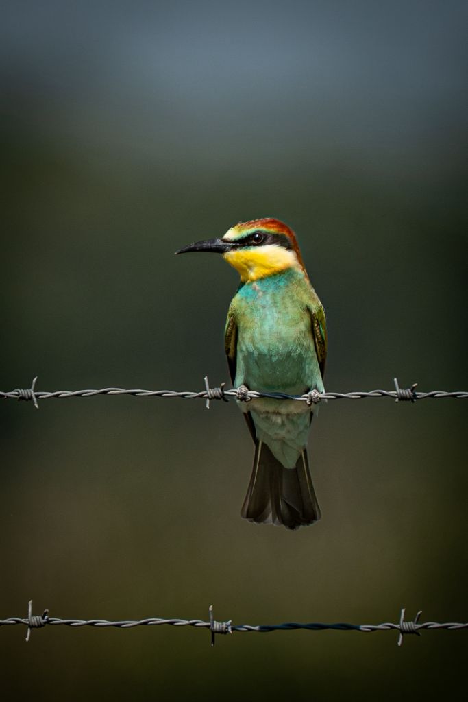 Guêpier d’Europe au plumage coloré