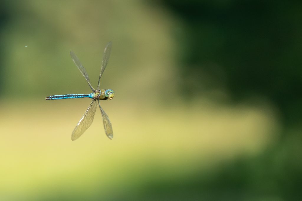 Libellule Anax empereur en vol macro