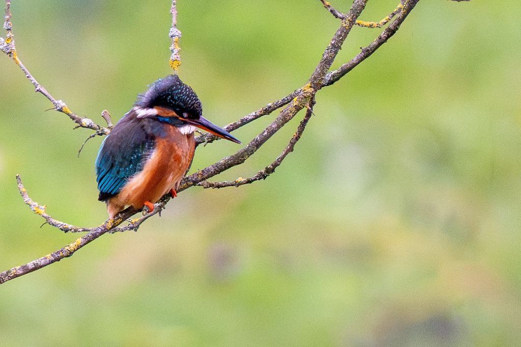 Martin-pêcheur d’Europe sur branche couverte de lichen