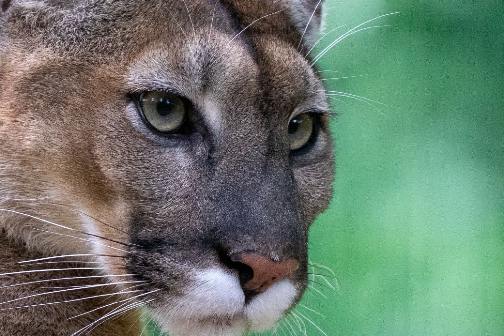 Portrait rapproché d’un puma au regard intense