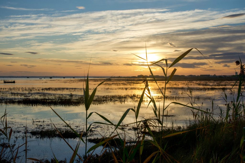 Crépuscule sur le marais et roseaux