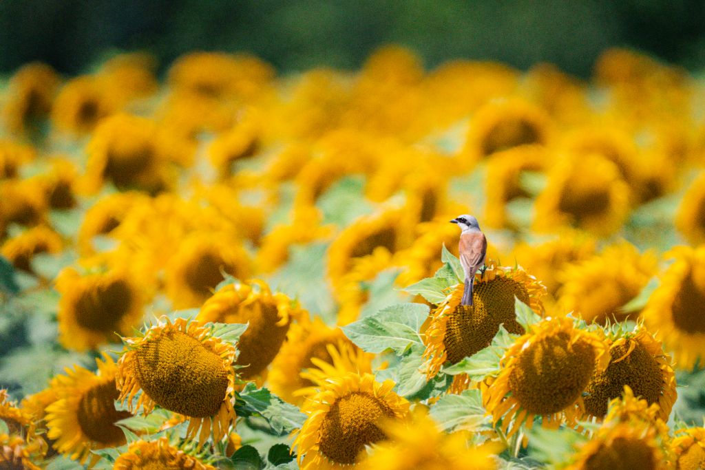 Pie-grièche écorcheur sur tournesol